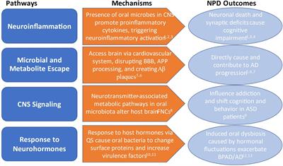 The Oral-Microbiome-Brain Axis and Neuropsychiatric Disorders: An Anthropological Perspective